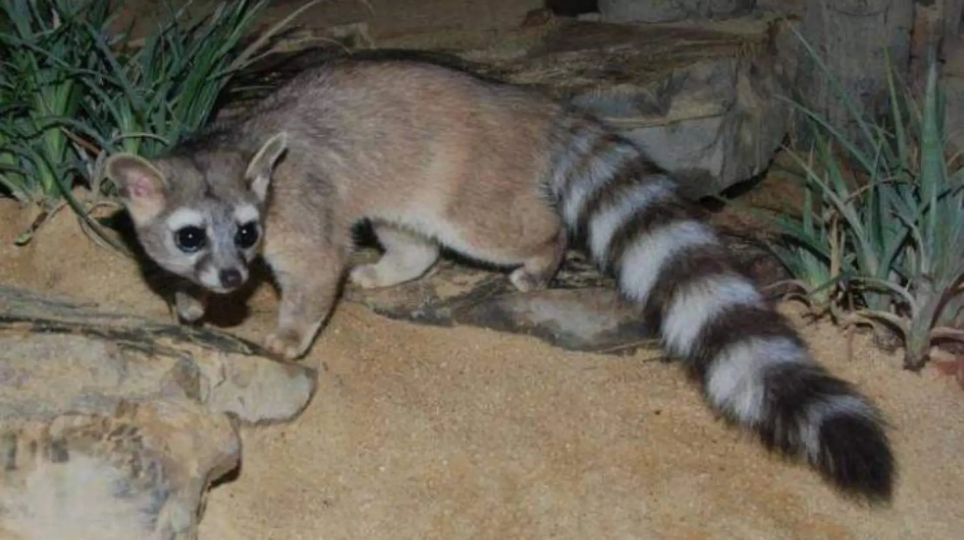 cacomixtle ZOO DE GUADALAJARA